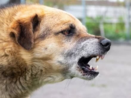 DuPage County dog bite injury lawyer